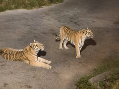 -大连森林动物园