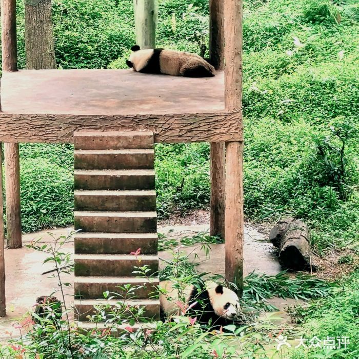 中国大熊猫保护研究中心雅安碧峰峡基地图片