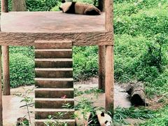-中国大熊猫保护研究中心雅安碧峰峡基地