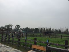 -田园东方蜜桃村的田野营地