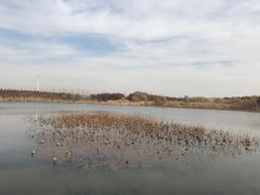 -溱湖国家湿地公园