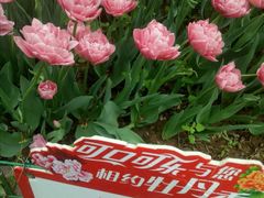 -洛阳郁金香牡丹园