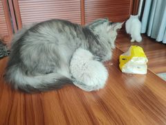 -楼上猫咖(罗湖店)