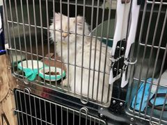 -喵汪萌宠屋旗舰店.洗澡美容.猫狗基地