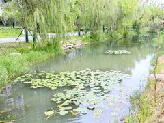 -洋湖国家湿地公园