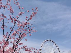 -顾村公园