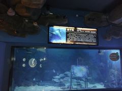 -烟台海昌鲸鲨海洋公园