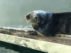 -西雅图水族馆