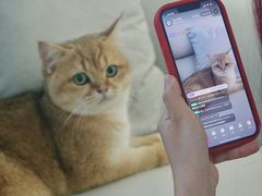 -lincat·猫舍(广州店)