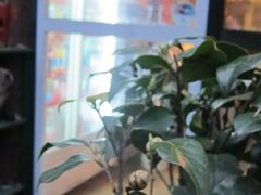 -南京夫子庙国际青年旅舍(平江府路店)