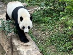 -东莞香市动物园