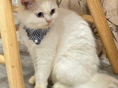 -楼上猫咖(罗湖店)