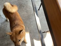 -柴犬高等学院·狗咖·柴犬售卖·宠物训练
