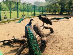 -苏州上方山国家森林公园