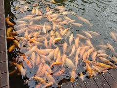 -枫香湖儿童公园