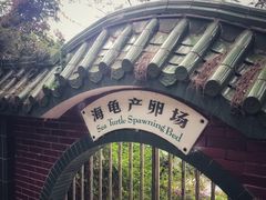 -广东惠东海龟国家级自然保护区