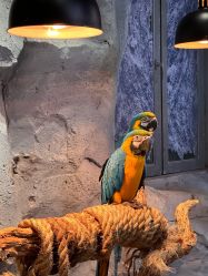 -Zoolung Zoolung动物主题公园(海信广场店)