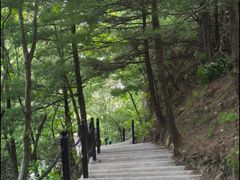 -王顺山国家森林公园