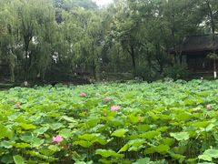 -桂湖森林公园