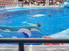 -海合安成都极地海洋公园