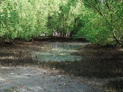 -盐洲岛
