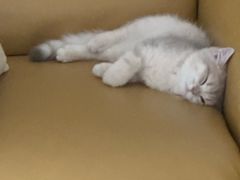 -momokira米努特·德文卷毛猫·棉花面纱犬