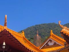 -深圳仙湖植物园