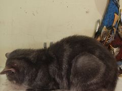 -猫色咖啡·猫咖
