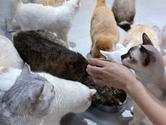 -Heymao猫咖.咖啡厅(东门店)