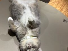 -MOCHA明星猫咖(田子坊店)