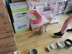 -Cappucimeow猫咪咖啡馆(韦伯时代店)
