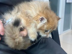 -福懋动物医院·犬猫全科·外科·重症科(杏林分院)