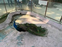 -史努比缤纷世界