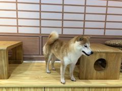-柴源莊·柴小宠柴犬咖啡