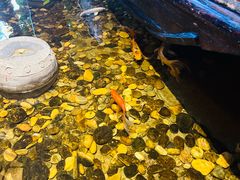 -颐和•海鲜砂锅粥•啫啫煲(奥林匹克广场店)