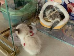 -糯米喵星人总部直营旗舰店·猫舍·幼猫出售