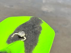 -红树林天天赶海