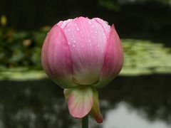 -陈家山荷花公园