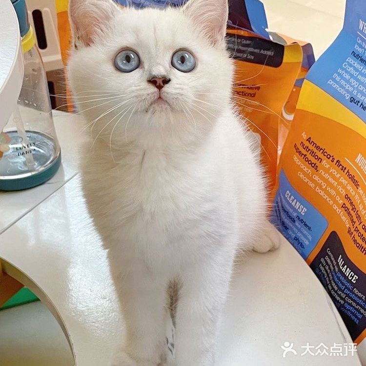 广州探店｜哇！银点简直就是我的梦中情猫啊！