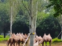 -北京野生动物园