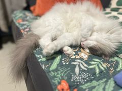 -瑞鹏宠物医院·骨科·猫科·内科(第一中心)