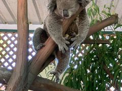 -费瑟代尔野生动物园