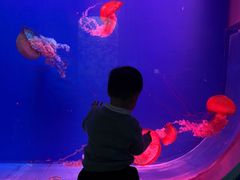 -芜湖新华联大白鲸海洋公园