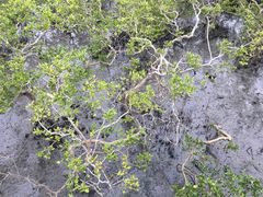 -北海金海湾红树林生态旅游区