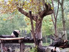 -都江堰中华大熊猫苑