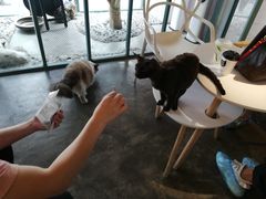 -喵屿·大理花园猫咖