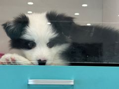 -萌宠之家·腊肠犬·马尔泰·小体犬舍
