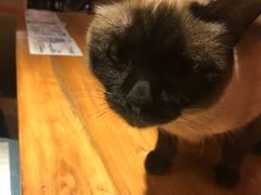 -more than meow吴止猫主题餐厅(承德 中船汇店)