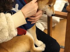 -豆柴町-柴犬主题狗咖(红鼎国际C座店)