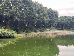 -广州长隆飞鸟乐园